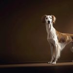 ボルゾイの行動特性：30年の犬行動学研究から紐解く高貴な気質